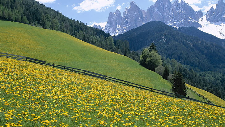 Wildflowers, Dolomite Mountains, Italy., cloud, tree, dolomites
