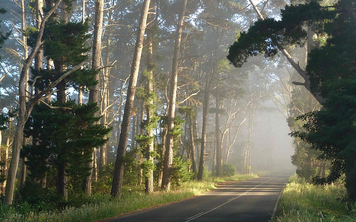Road, forest, fog, morning, HD wallpaper