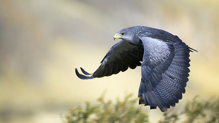 gray and white hawk, eagle, bird, beak, feathers, flapping, predator, HD wallpaper