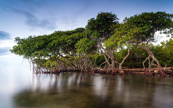 The mangrove forests of the lake scenery, HD wallpaper
