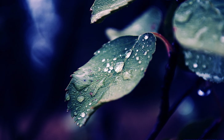 nature, macro, water drops, leaf, plant part, close-up, beauty in nature, HD wallpaper