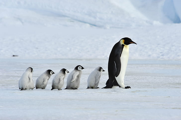 Penguins Birds Baby Animals 1080p 2k 4k 5k Hd Wallpapers Free Download Wallpaper Flare