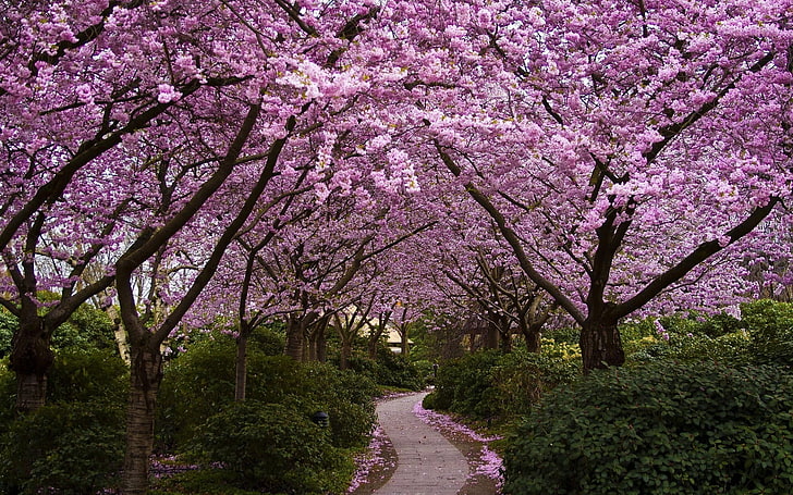 cherry blossom tree, trees, nature, path, flowers, plant, growth