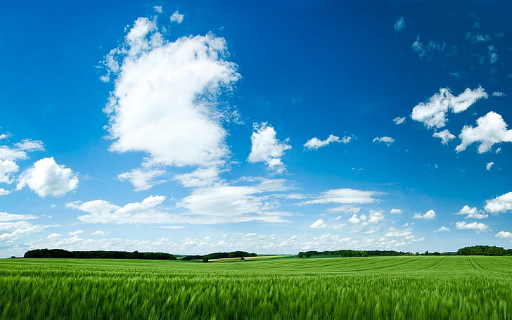 Summer beautiful landscape, green, sky, blue, HD wallpaper