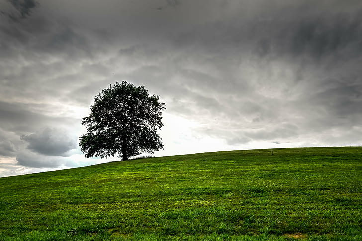 green tree in the middle of grass field, Baum, Lonely tree, Countryside, HD wallpaper