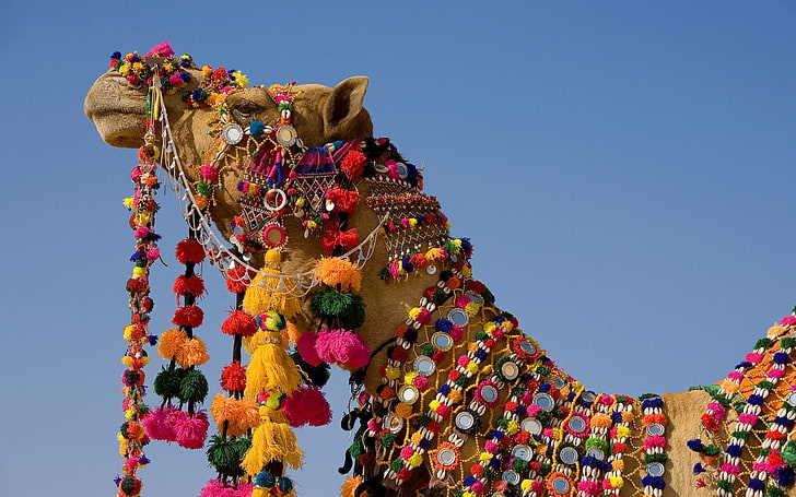 brown camel, dress, head, sky, cultures, traditional Festival, HD wallpaper