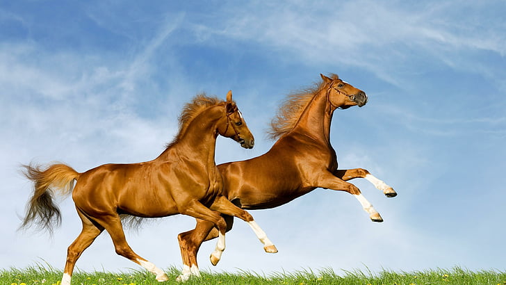 horse, horses, sky, sunny, blue sky, beauties, couple, summer, HD wallpaper