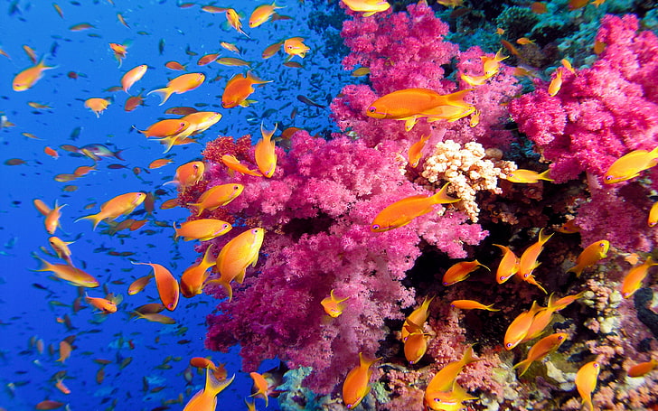 Ocean Sea Tropical Coral Reefs Orange Fish Wallpaper Hd, underwater, HD wallpaper