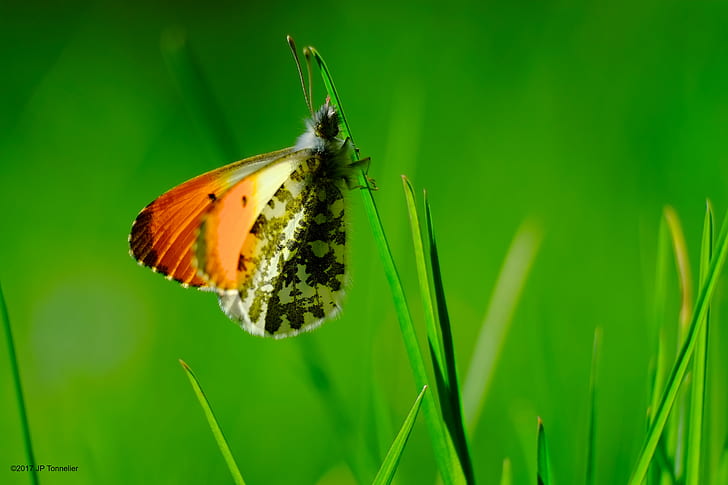 orange tip Butterfly perching on green grass in close-up photography