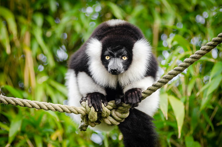 white and black primate on rope, ruffed lemur, ruffed lemur, Black and white Ruffed Lemur
