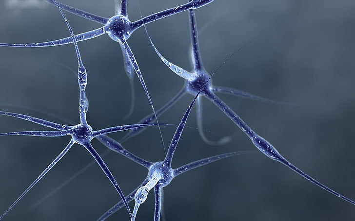 Neuron, Structure, Shape, Connections, Cell, no people, close-up
