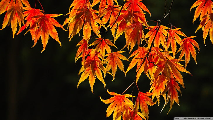 maple tree, nature, leaves, plants, leaf, plant part, autumn