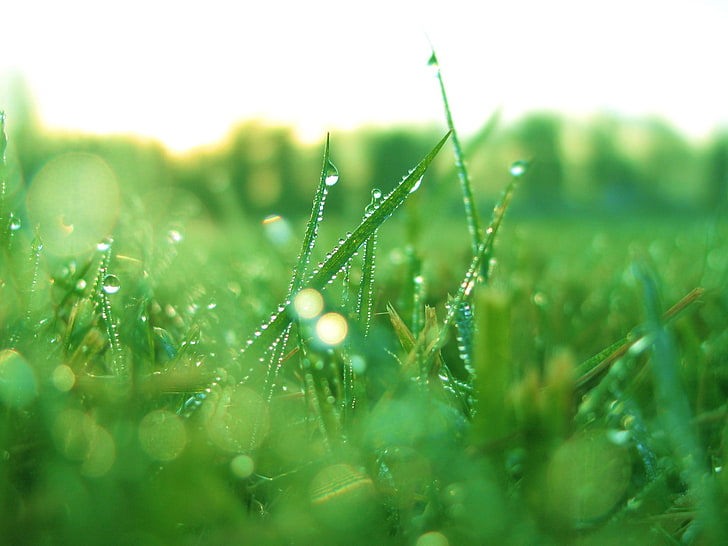 grass, green color, drop, plant, wet, water, selective focus, HD wallpaper