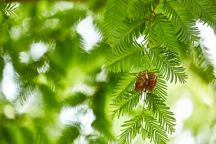 green leaf tree, Together Forever, Forever  green, Canon, cicada, HD wallpaper