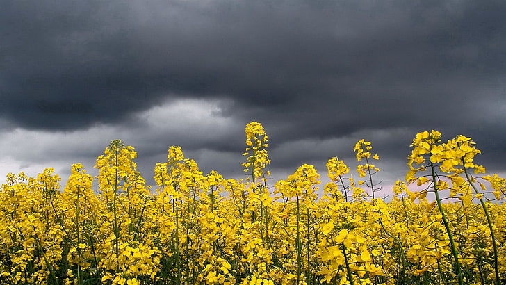 yellow flowers, nature, overcast, cloud - sky, environment, landscape, HD wallpaper