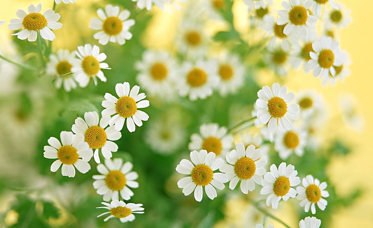 white oxeye daisy flowers, chamomile, summer, petals, close-up, HD wallpaper
