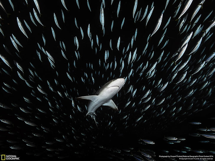 black and white floral textile, National Geographic, shark, animal wildlife, HD wallpaper