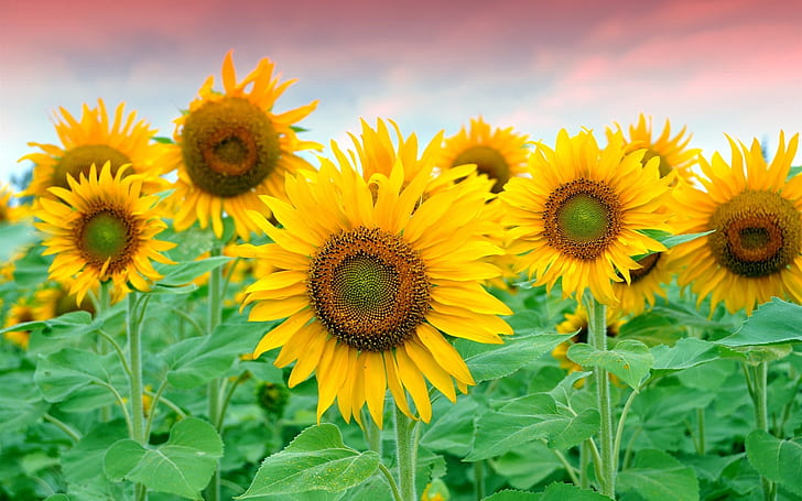 Beautiful sunflowers field, HD wallpaper