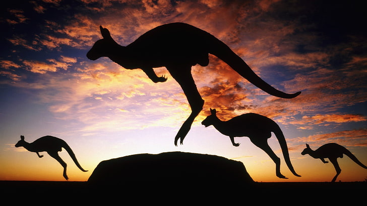 kangaroos, Ayers Rock, Uluru, Australia, sky, clouds, animals