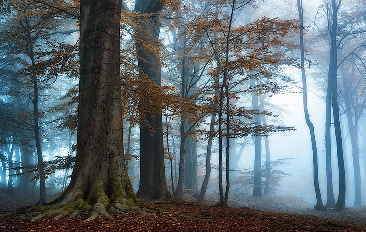brown leaf trees, photography, nature, landscape, morning, mist, HD wallpaper