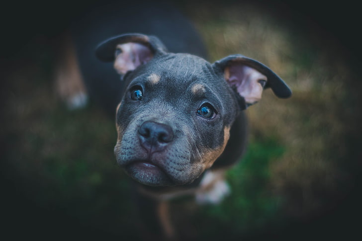 tricolor American bully puppy, dog, muzzle, eyes, pets, animal