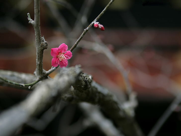 nature, depth of field, branch, flowers, twigs, pink flowers