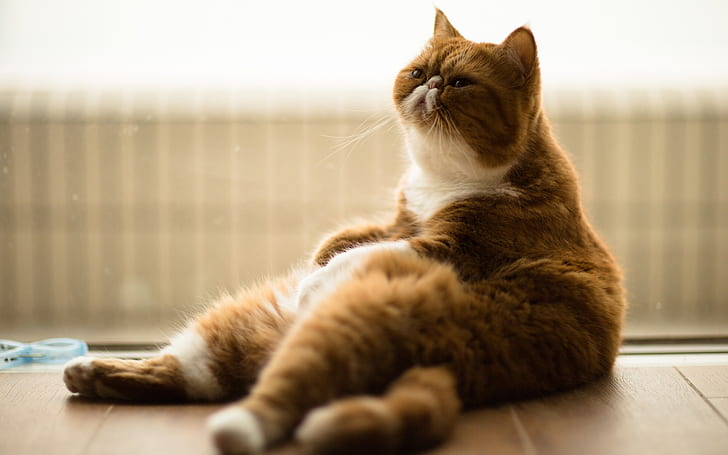 Fat cat relaxation, HD wallpaper