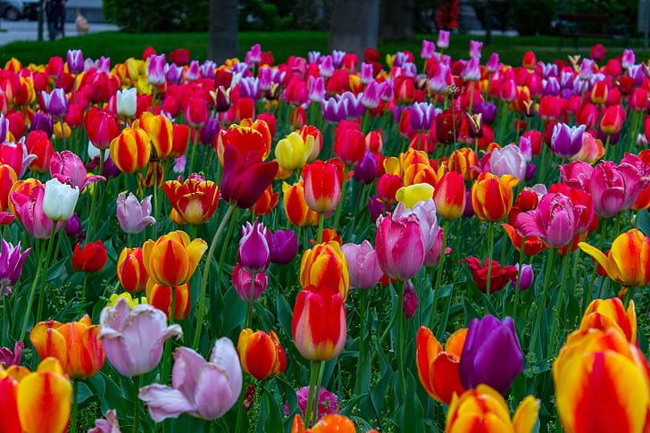 flores, naturaleza, tulipanes, 4K
