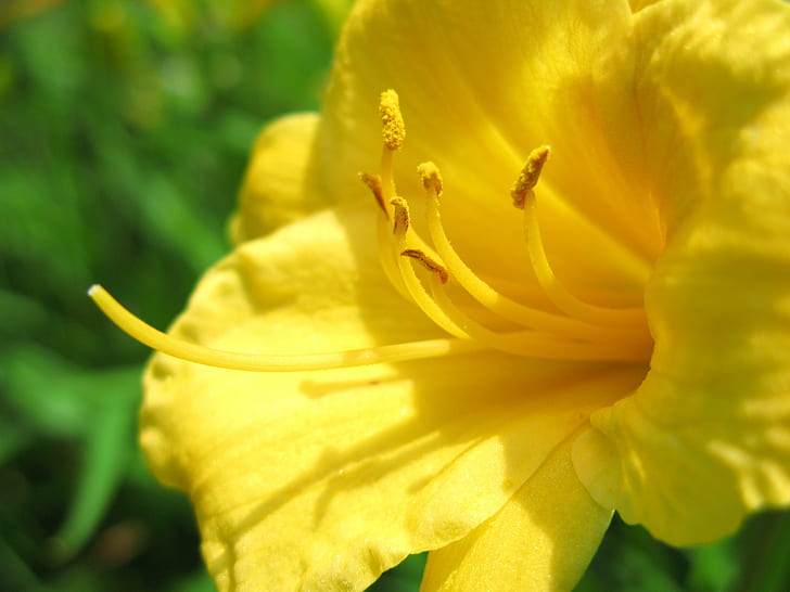 close up photo of yellow petaled flower, 花, はな, G7, hi-res, HD wallpaper