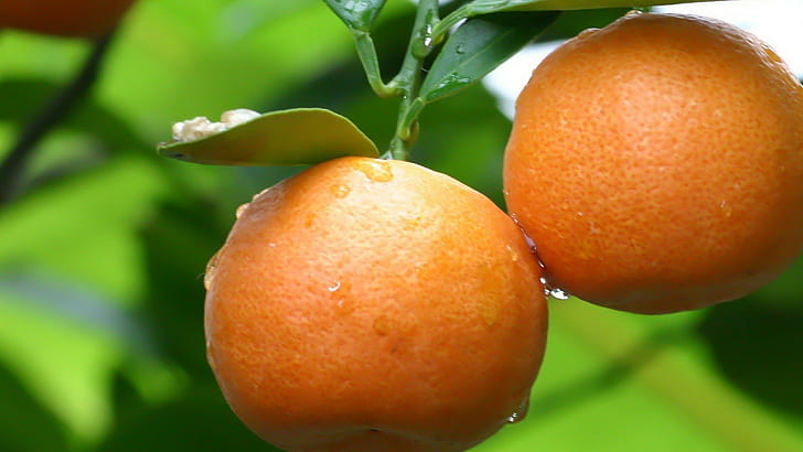 nature, fruit, orange (fruit), HD wallpaper