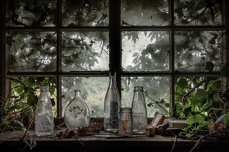 plants, bottles, window, still life, HD wallpaper