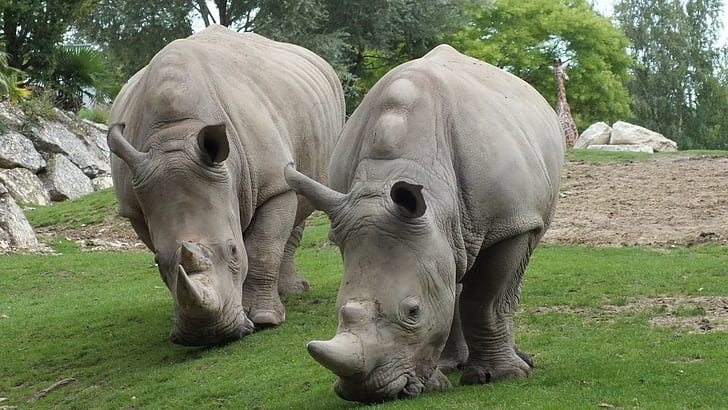 rhino, animals