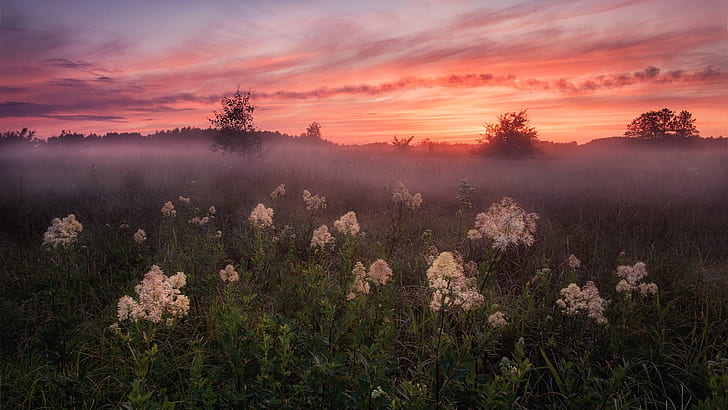 misty, dawn, field, morning, flowerfield, wildflower, sunrise, HD wallpaper