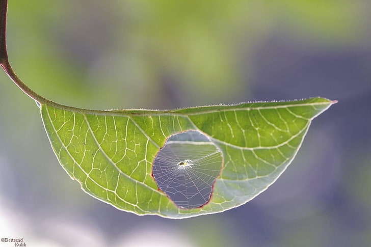 green leafed plant, close up photo of spider with web on leaf, HD wallpaper
