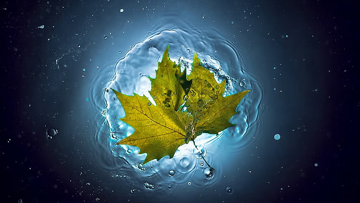 nature, leaves, maple leaves, closeup, underwater, bubbles