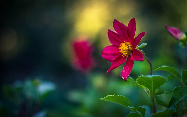 selective focus photo of pink Cosmos flower, flower, romania, HD wallpaper