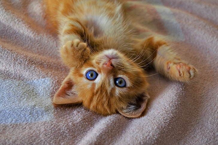 Kitten, cute, orange, ginger, paw, pisici, cat, sweet, animal, HD wallpaper