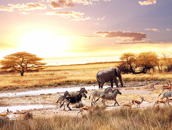 4K, Zebras, Deers, 8K, African Savanna, African Elephants, HD wallpaper