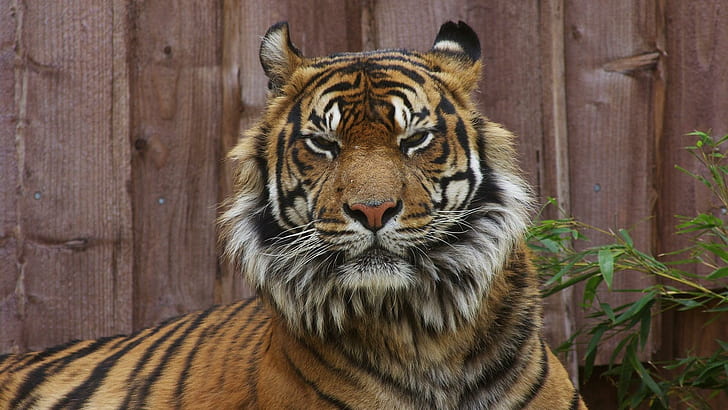 HD wallpaper: Staring Tiger, angry, animals | Wallpaper Flare