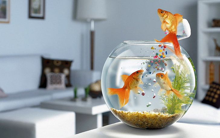 clear glass fishbowl, aquarium, swimming, table, goldfish, pets, HD wallpaper