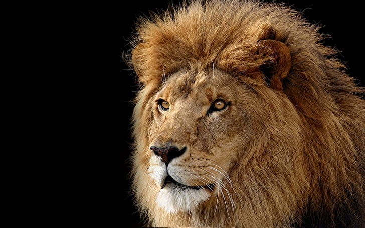 Lion The Ruler, face, mane, king, animals