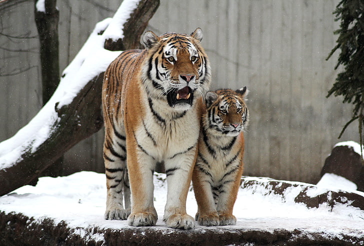 two white-black-and-yellow tigress and cub, cat, snow, tiger