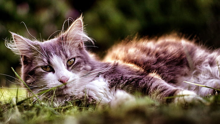 tilt-shift photography of long-fur gray and white cat laying on green grass during daytime, HD wallpaper