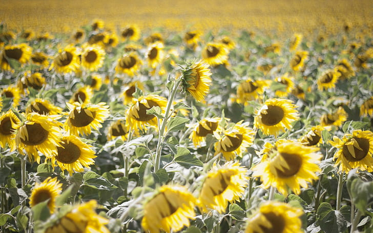 Champ De Tournesols, yellow, field, france, sunflowers, 3d and abstract, HD wallpaper
