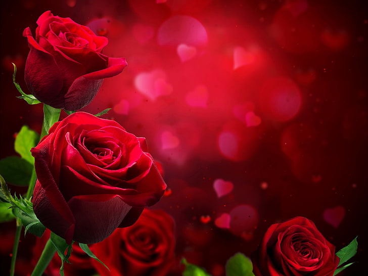red rose flower, photo, Flowers, Roses, Burgundy, rose - Flower