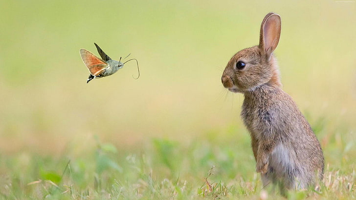 rabbit, butterfly, faces, grass, animals, field, mammal, wildlife
