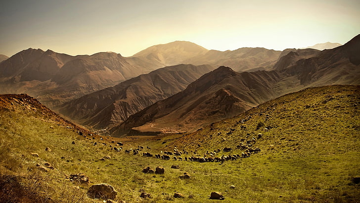 brown hill, nature, landscape, hills, animals, sheep, field, mountain, HD wallpaper