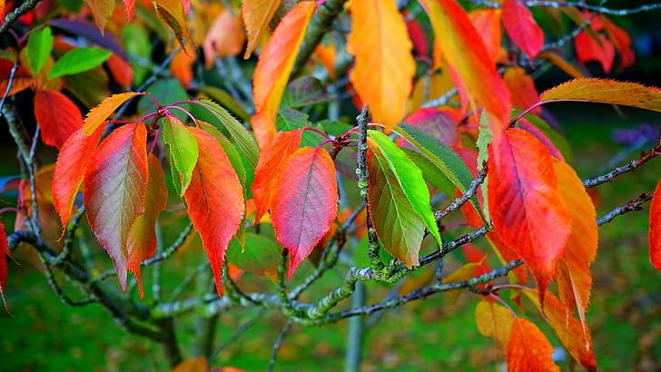 autumn, autumn colors, autumn leaves, colorful leaves, close up, HD wallpaper