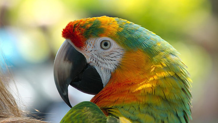 Parrot Predators Wallpaer Hd For Mobile Phone And Pc, bird, animal themes, HD wallpaper