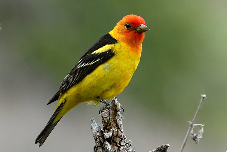 shallow focus photography of yellow, black and orange bird, animal, HD wallpaper